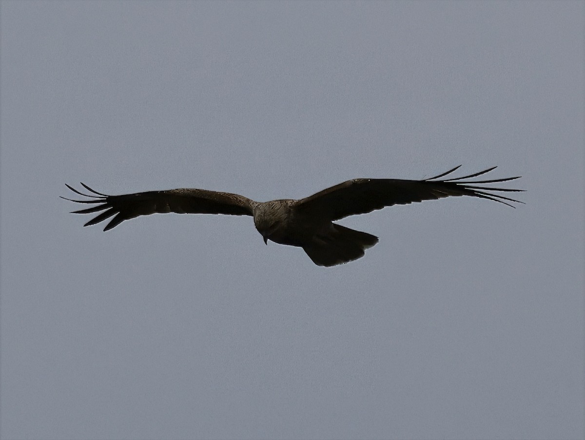 Whistling Kite - ML638213259
