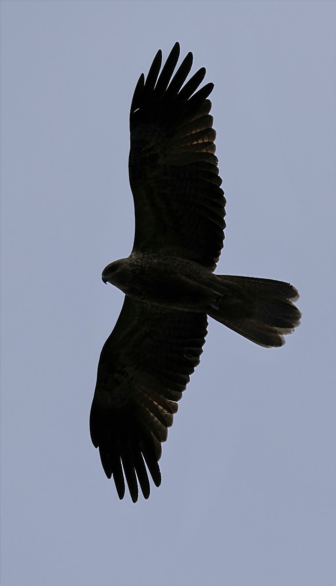 Whistling Kite - ML638213260