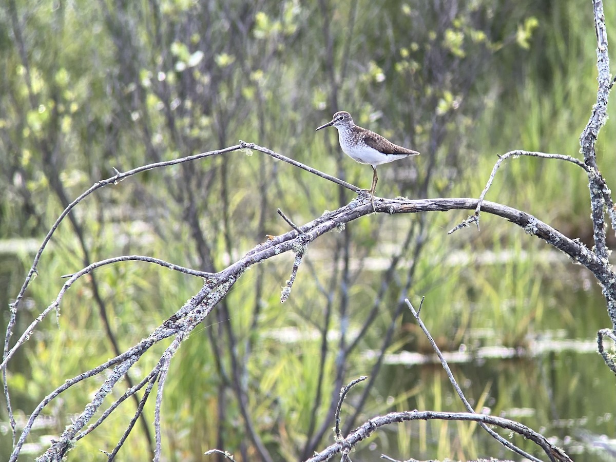 Solitary Sandpiper - ML638213263