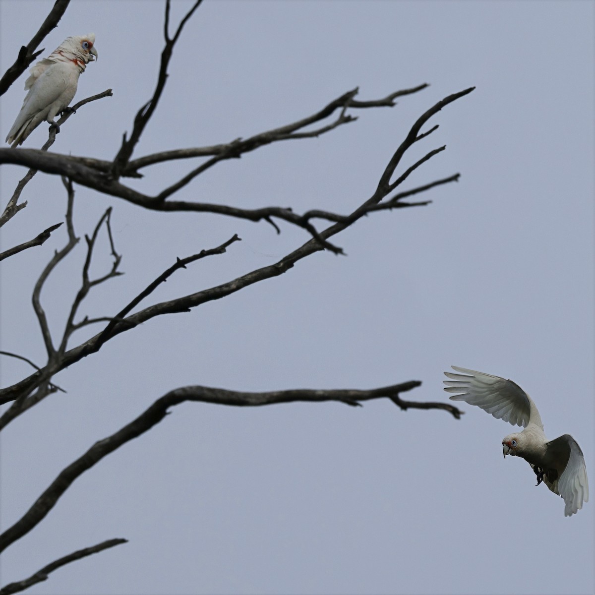 Long-billed Corella - ML638213265