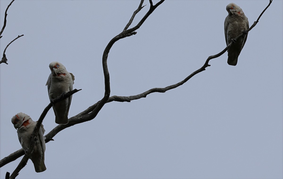 Long-billed Corella - ML638213266