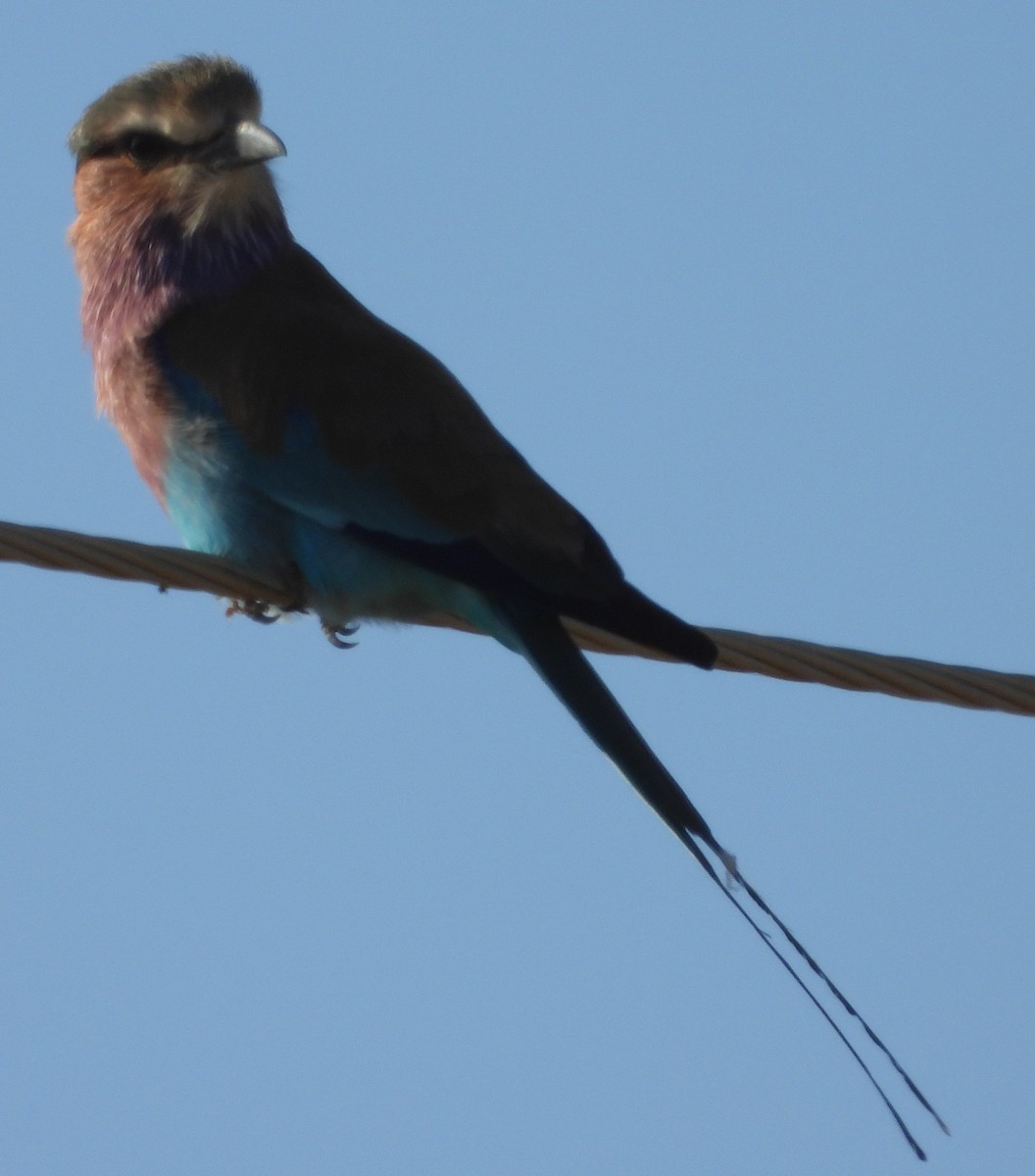 Lilac-breasted Roller - ML638213292