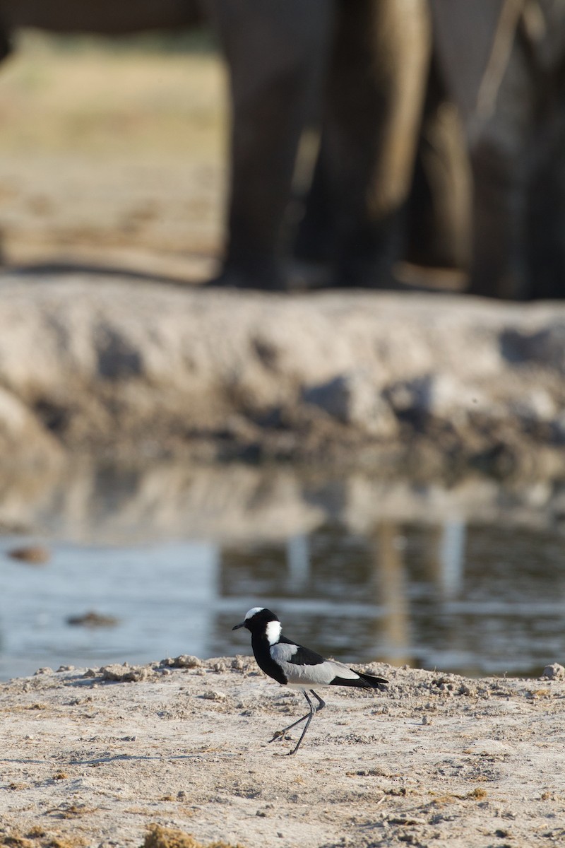 Blacksmith Lapwing - ML638213305