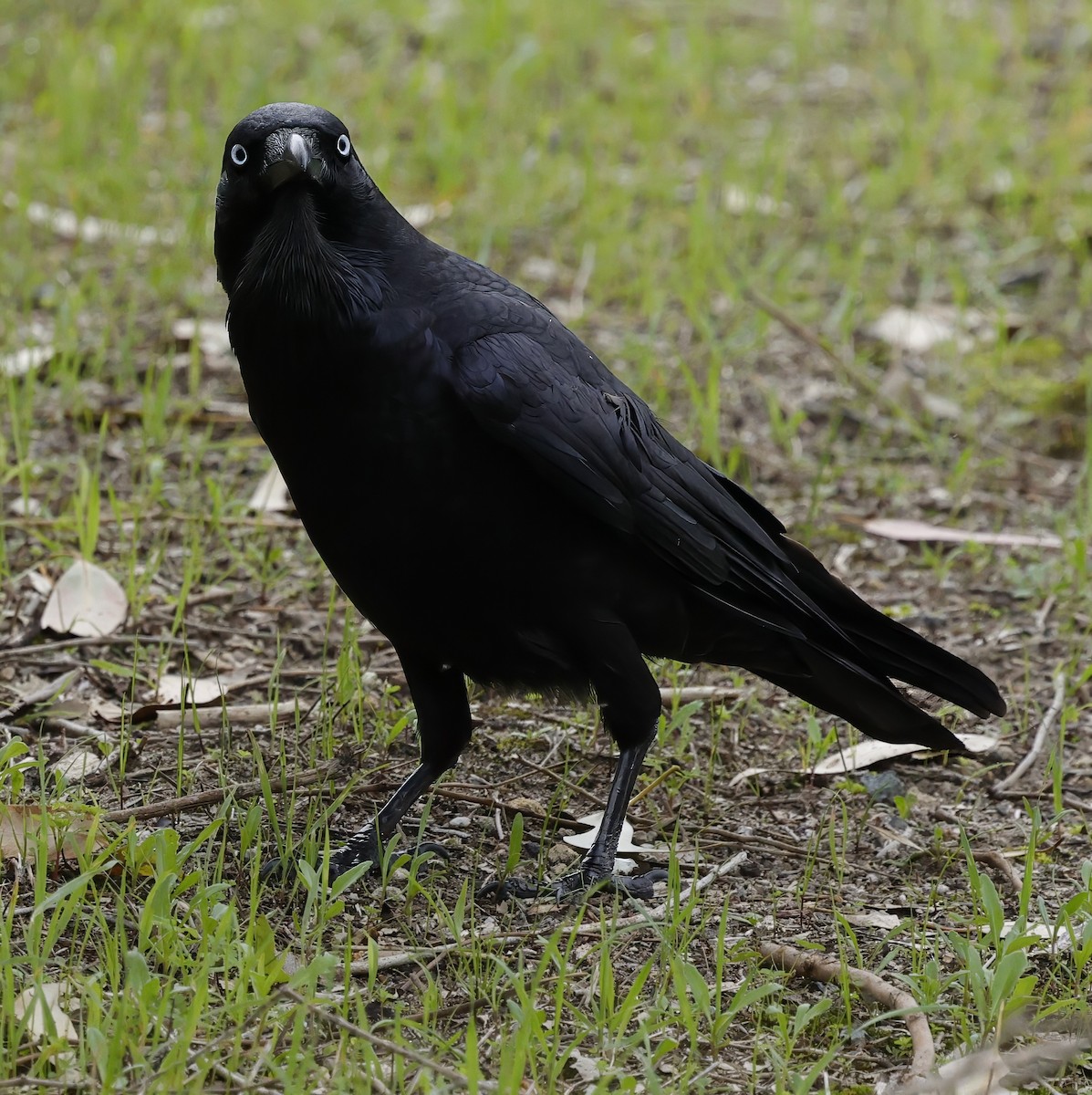 Australian Raven - ML638213310