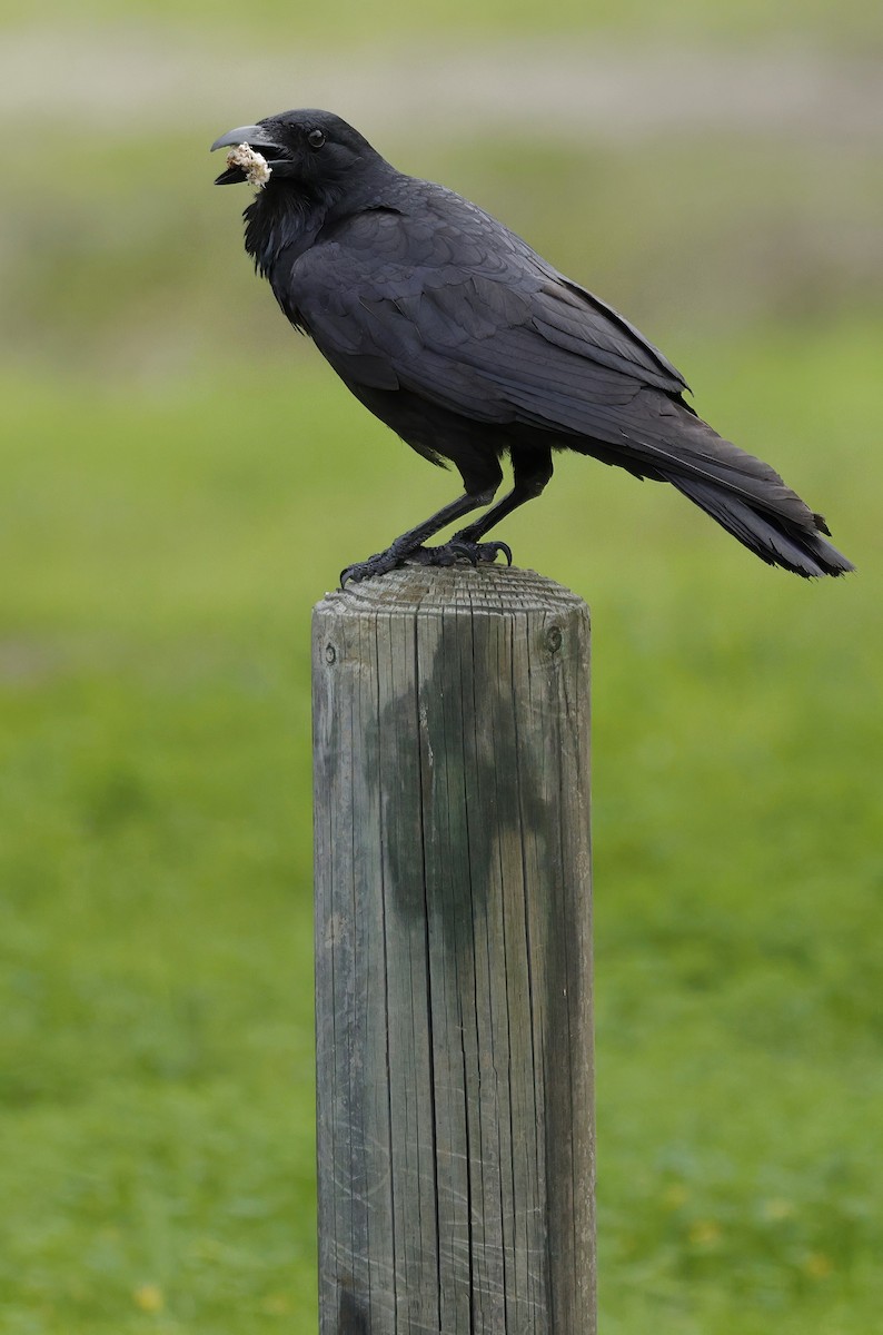 Australian Raven - ML638213311