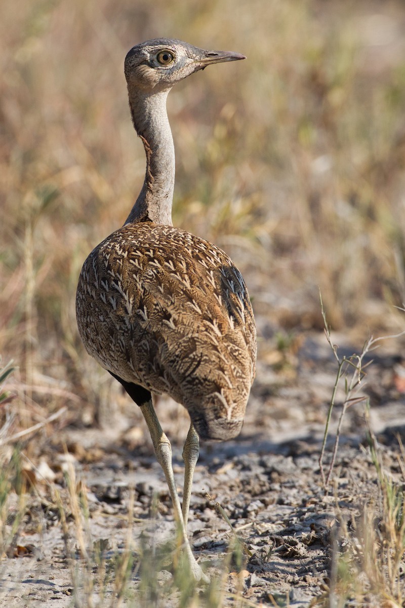 Red-crested Bustard - ML638213314