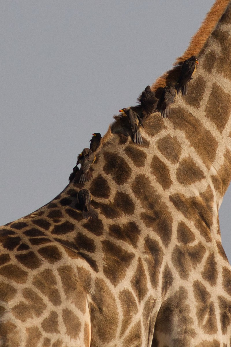 Yellow-billed Oxpecker - ML638213318
