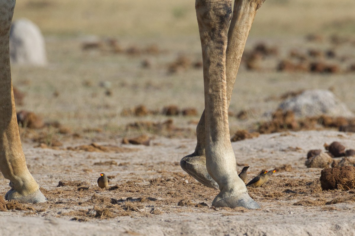 Yellow-billed Oxpecker - ML638213319