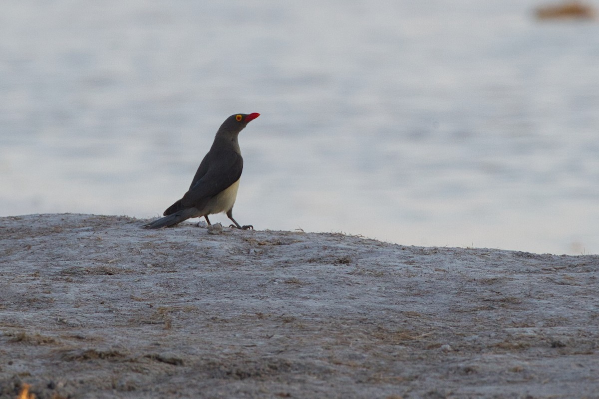 Red-billed Oxpecker - ML638213321