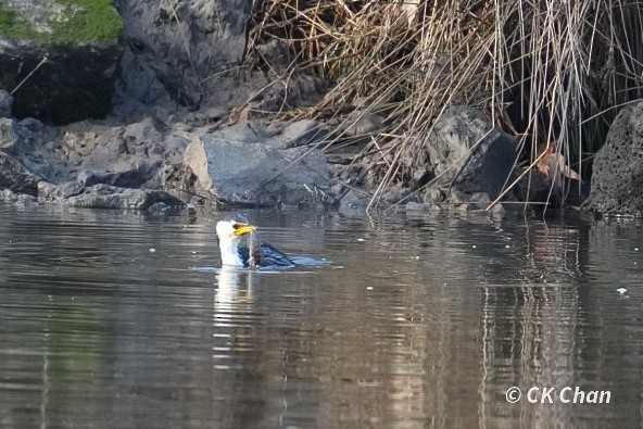 Little Pied Cormorant - ML638213325