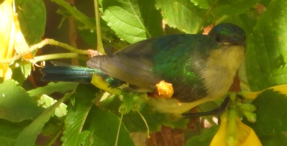 Collared Sunbird - ML638213327