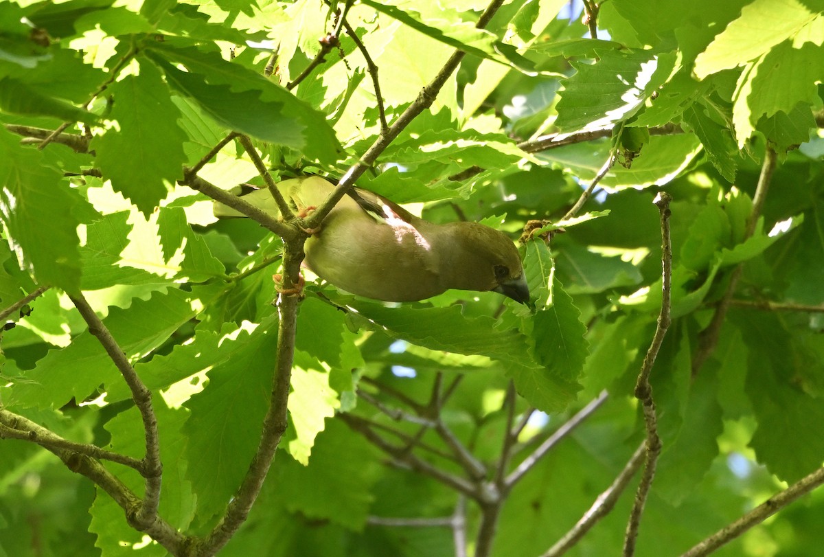Hawfinch - ML638213334