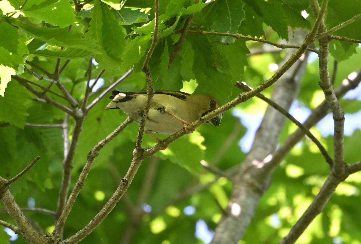 Hawfinch - ML638213335