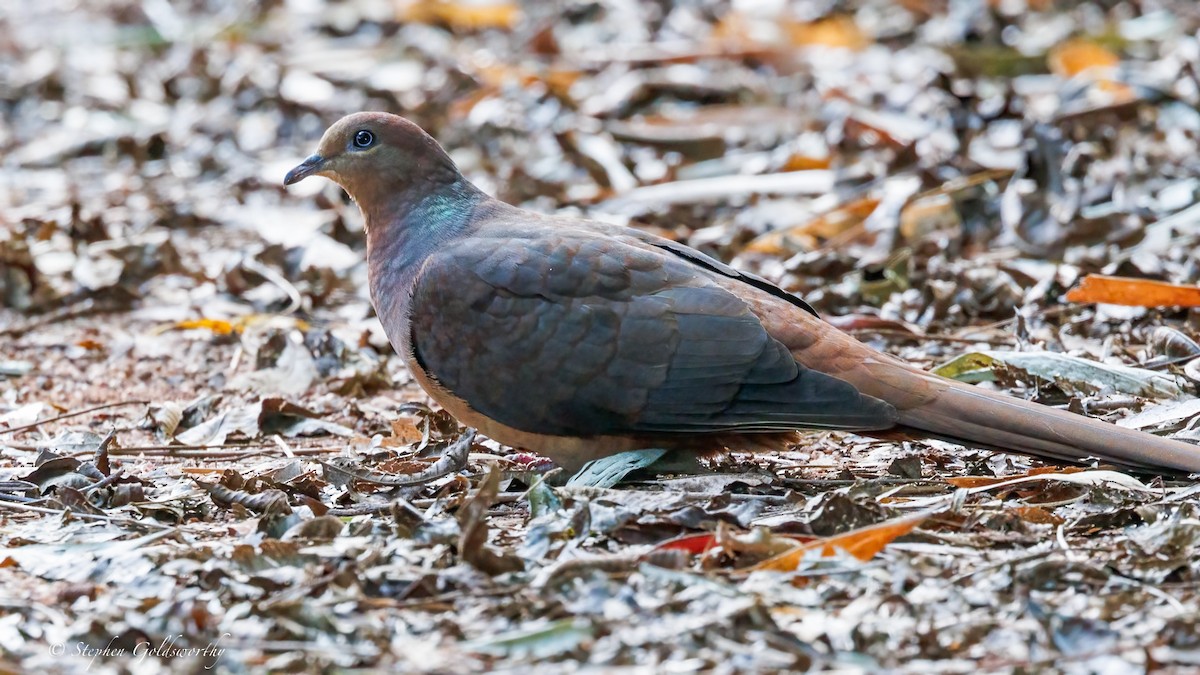 Brown Cuckoo-Dove - ML638213339
