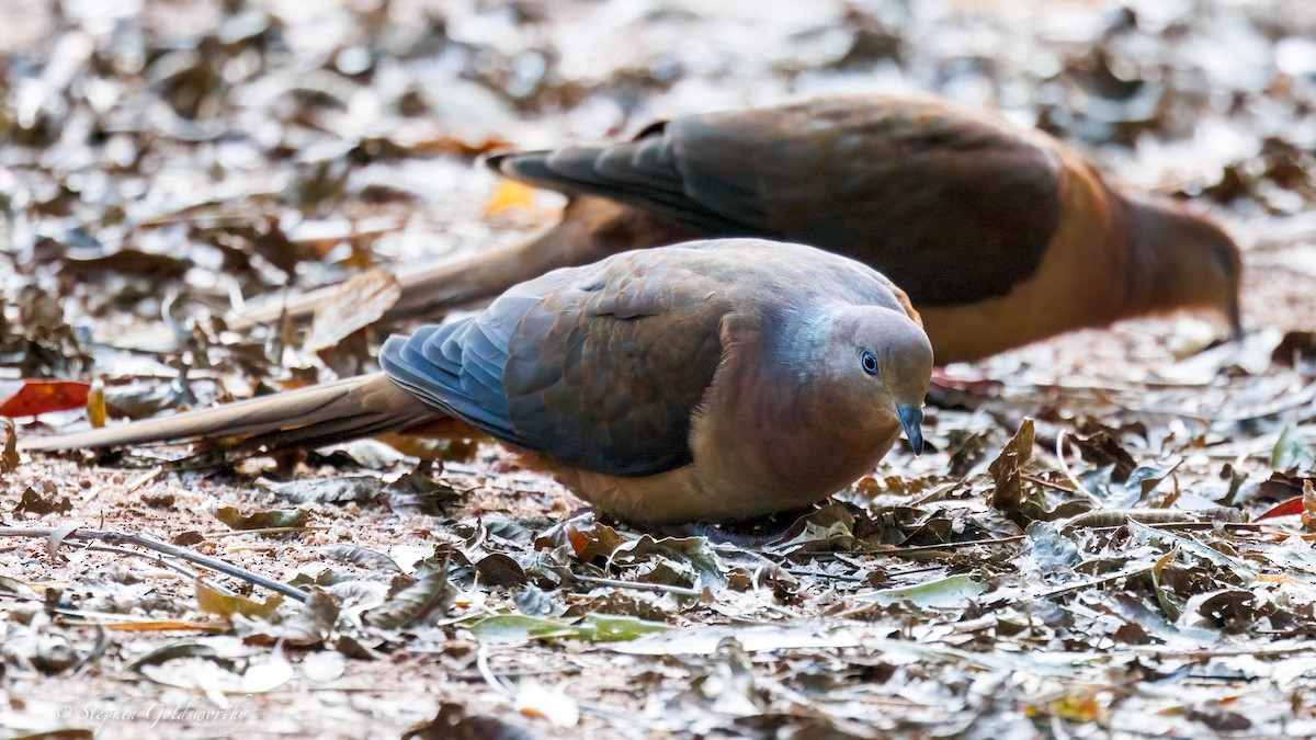 Brown Cuckoo-Dove - ML638213340