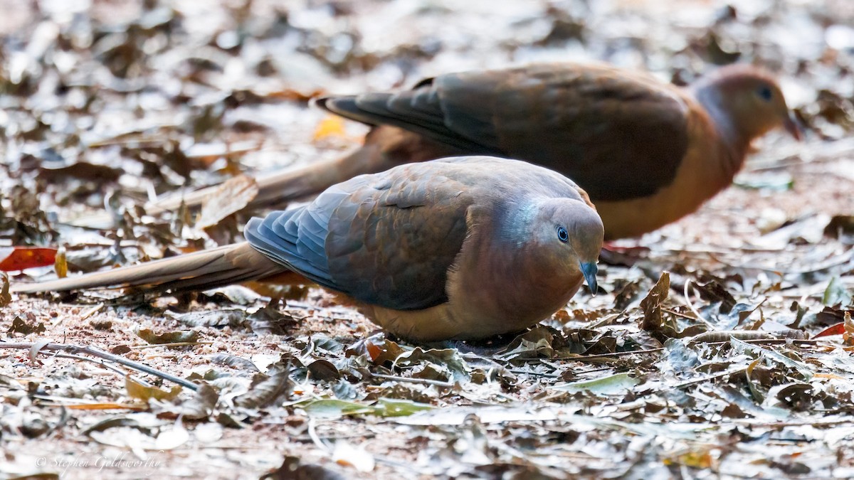 Brown Cuckoo-Dove - ML638213341