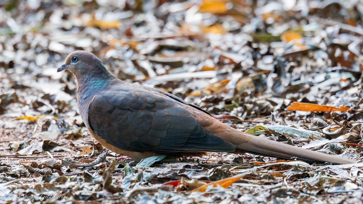 Brown Cuckoo-Dove - ML638213342