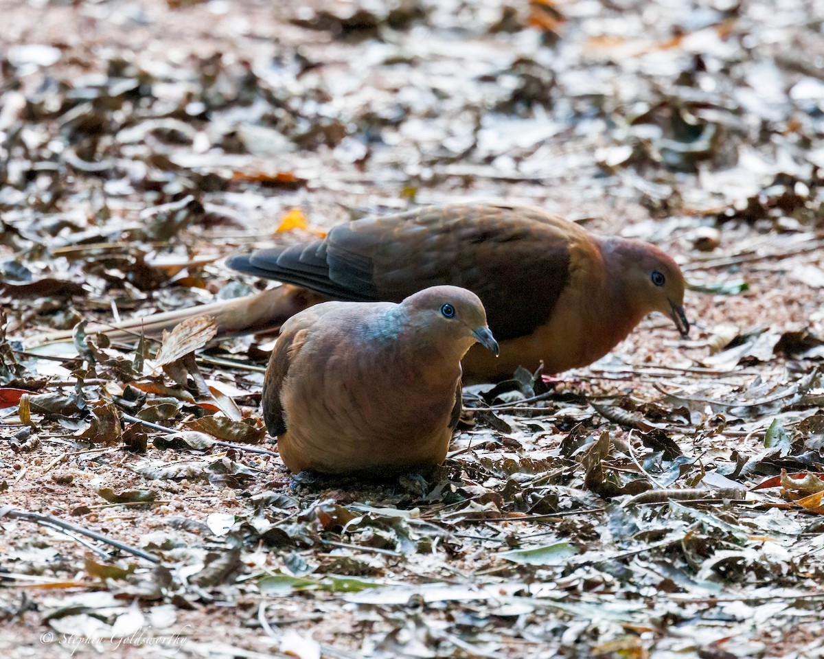 Brown Cuckoo-Dove - ML638213344