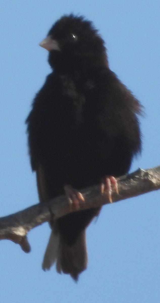 Village Indigobird - ML638213357