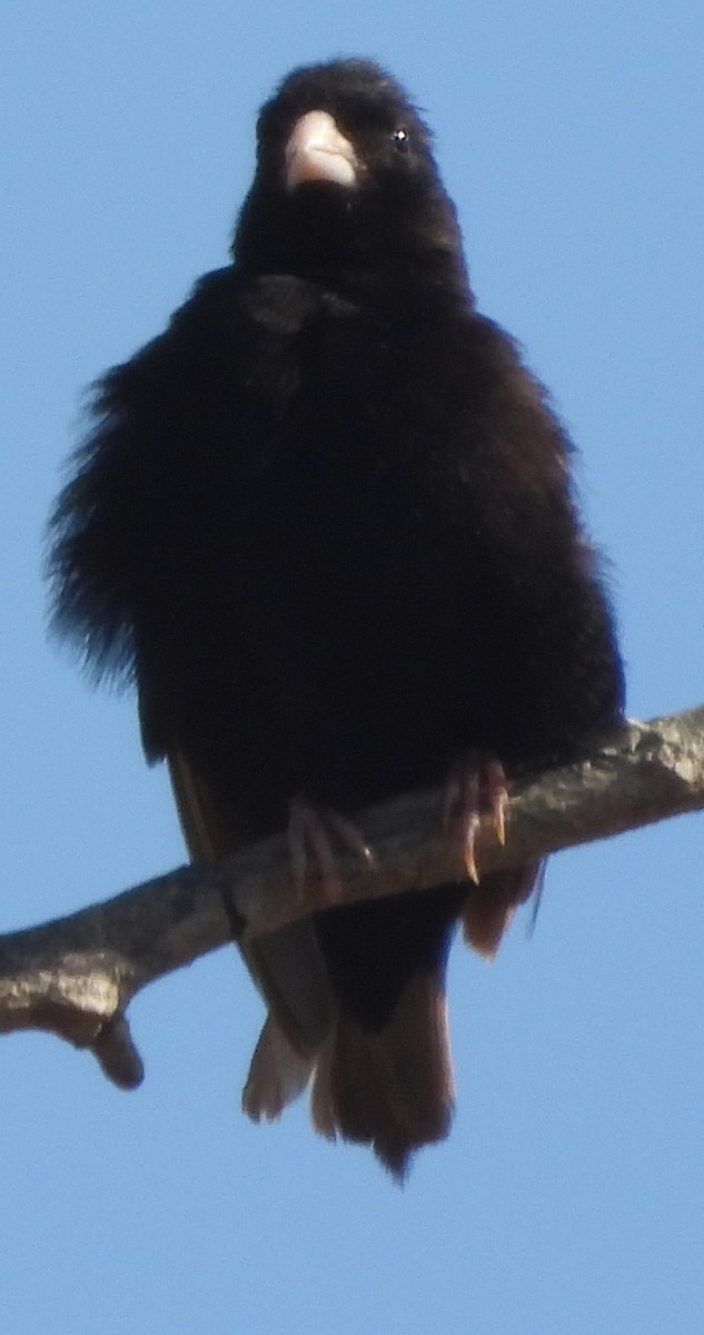 Village Indigobird - ML638213358