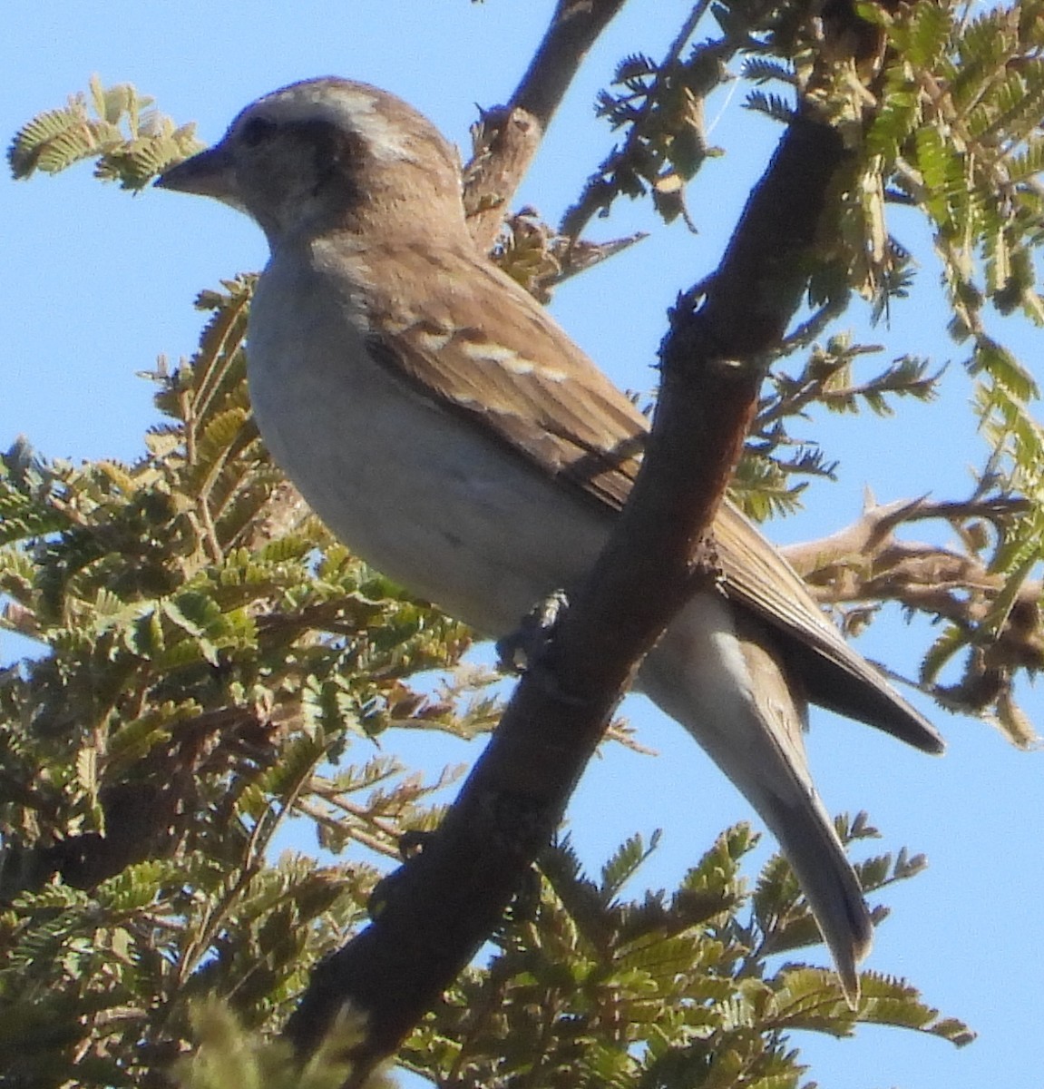 Yellow-throated Bush Sparrow - ML638213368