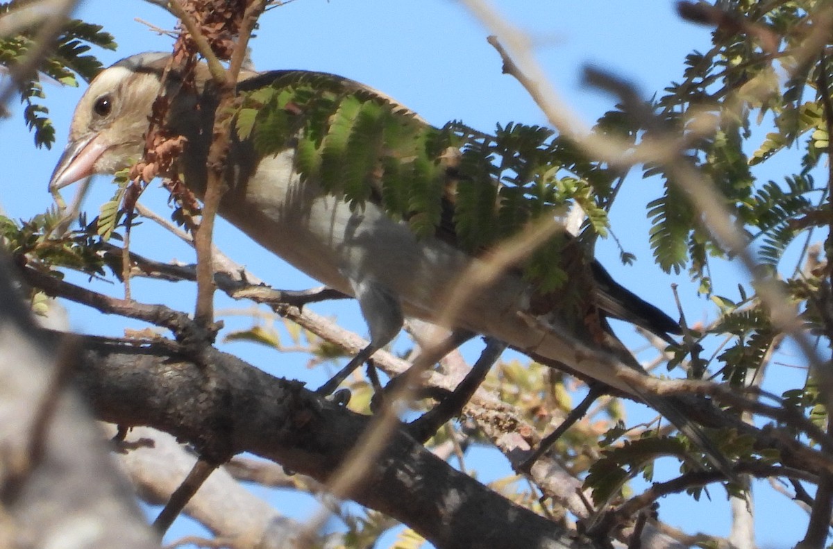 Yellow-throated Bush Sparrow - ML638213369