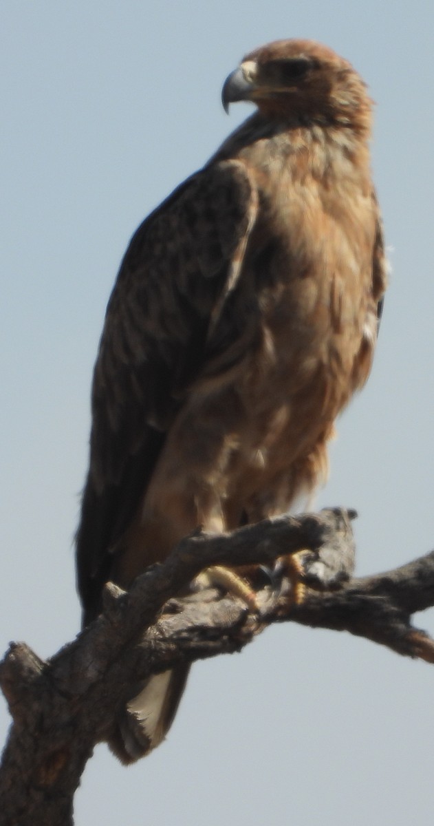 Tawny Eagle - ML638213399