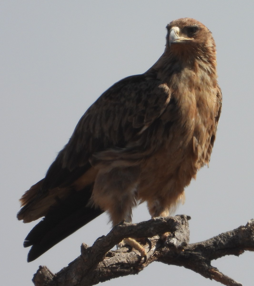 Tawny Eagle - ML638213400