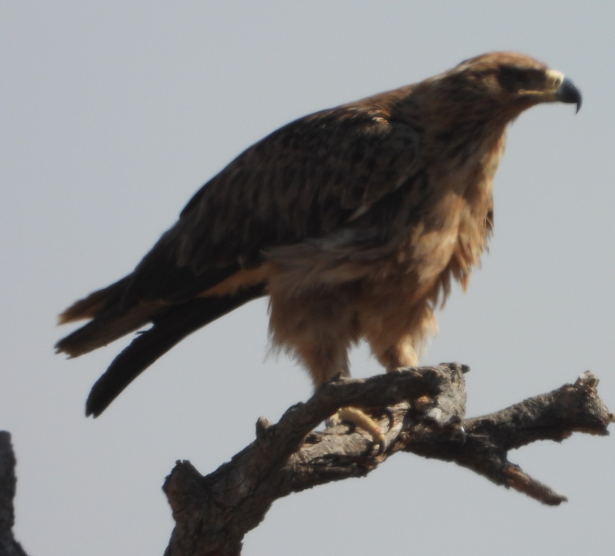 Tawny Eagle - ML638213401