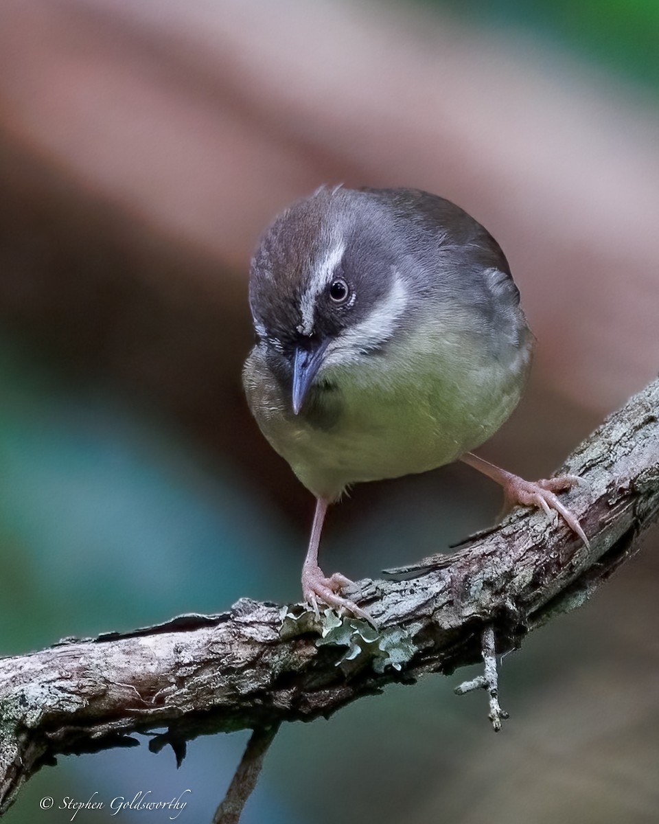 White-browed Scrubwren - ML638213407