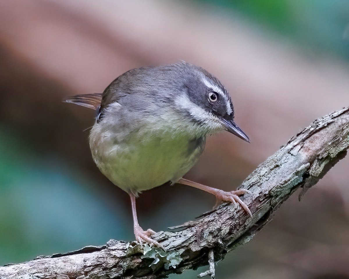 White-browed Scrubwren - ML638213409