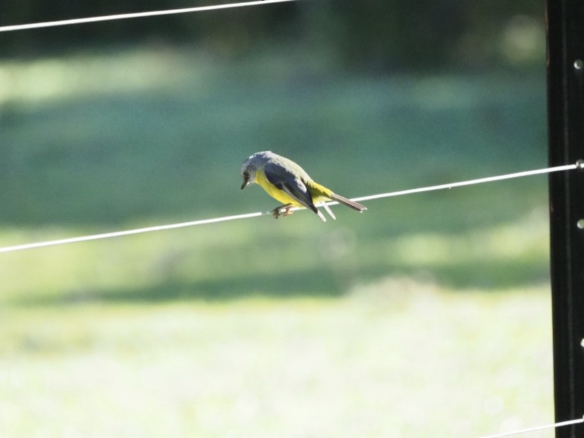 Eastern Yellow Robin - ML638213415