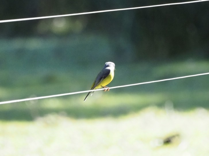 Eastern Yellow Robin - ML638213416