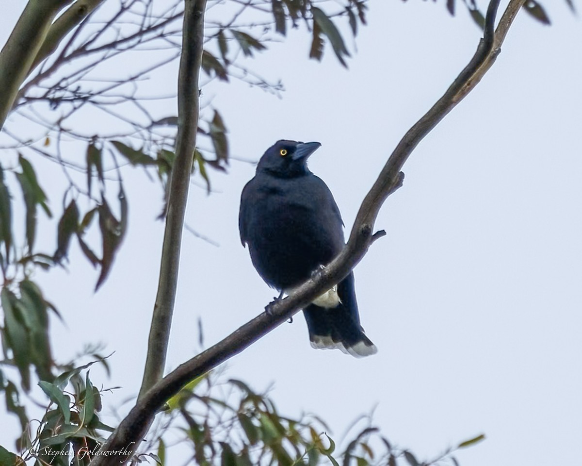 Pied Currawong - ML638213418