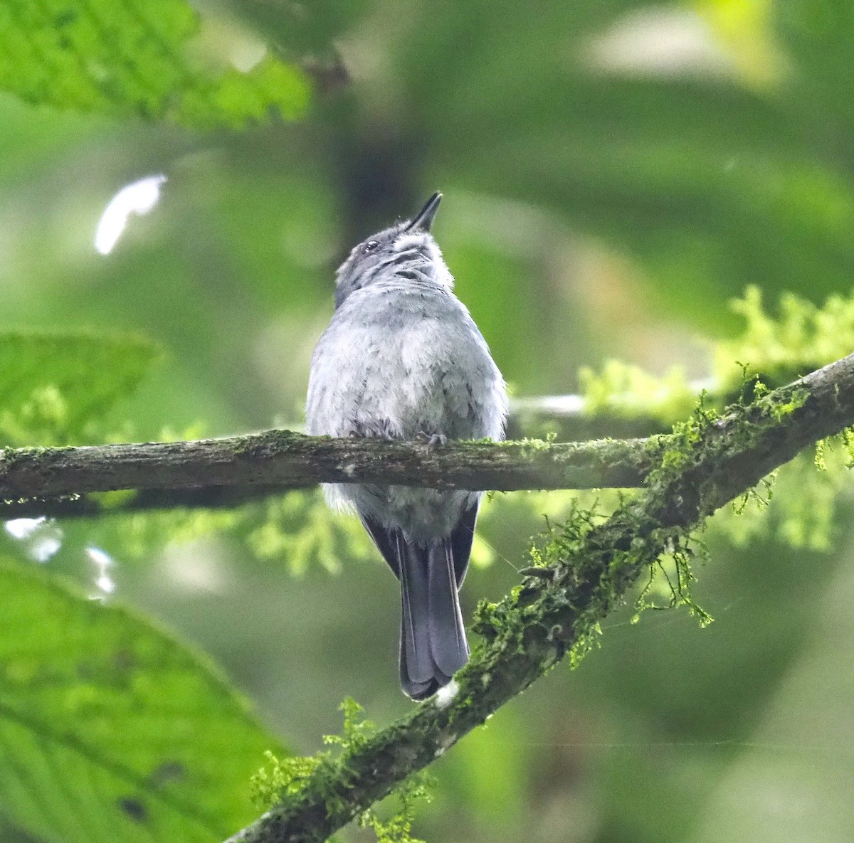 Cassin's Flycatcher - ML638213420