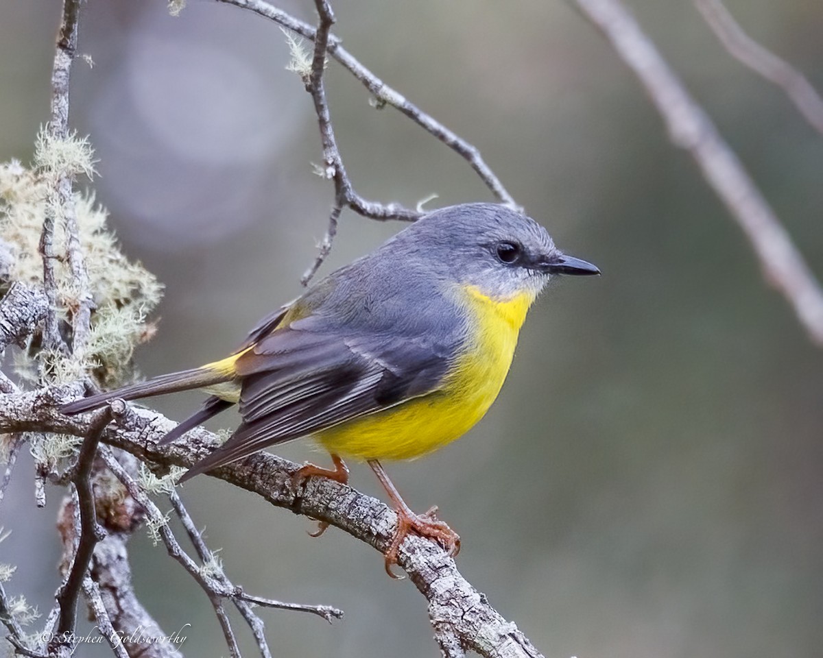 Eastern Yellow Robin - ML638213421