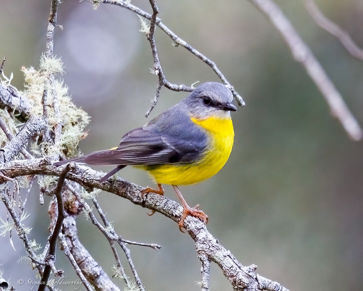 Eastern Yellow Robin - ML638213422