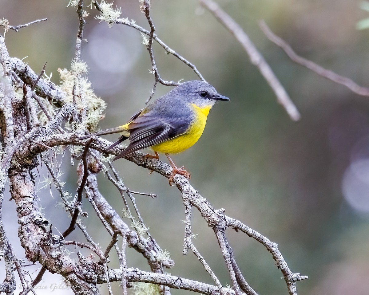 Eastern Yellow Robin - ML638213423