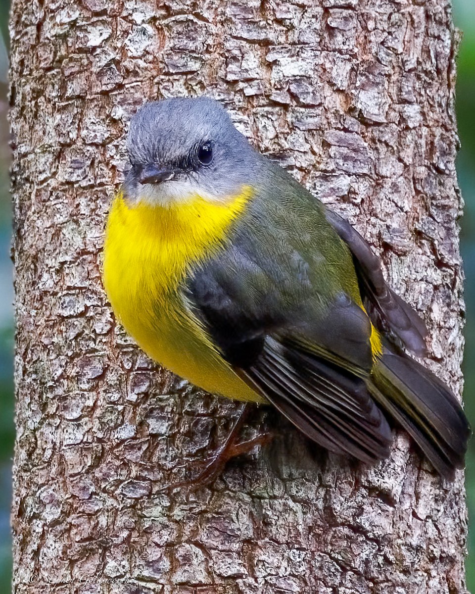 Eastern Yellow Robin - ML638213424