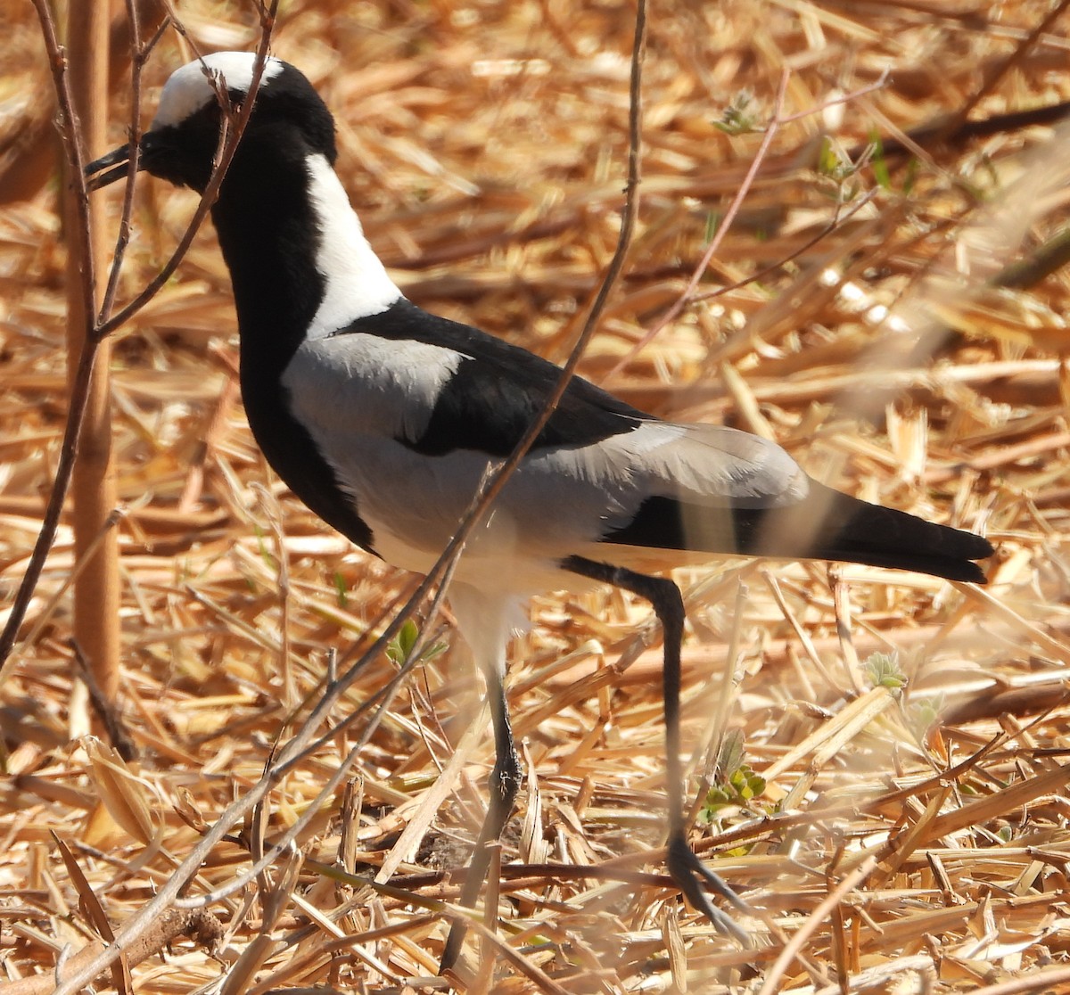 Blacksmith Lapwing - ML638213426
