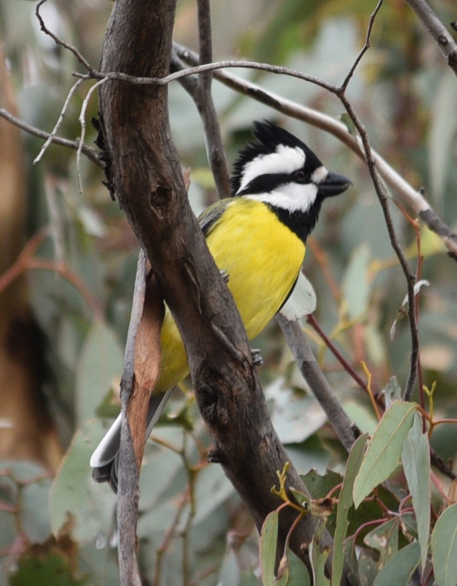 Eastern Shrike-tit - ML638213428