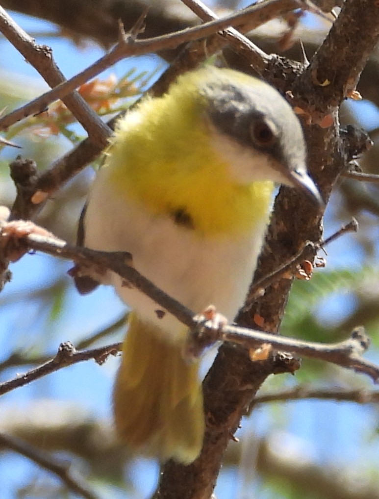 Yellow-breasted Apalis (Yellow-breasted) - ML638213433