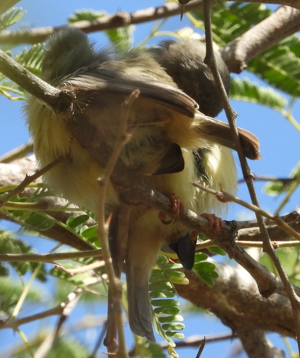 Yellow-breasted Apalis (Yellow-breasted) - ML638213435
