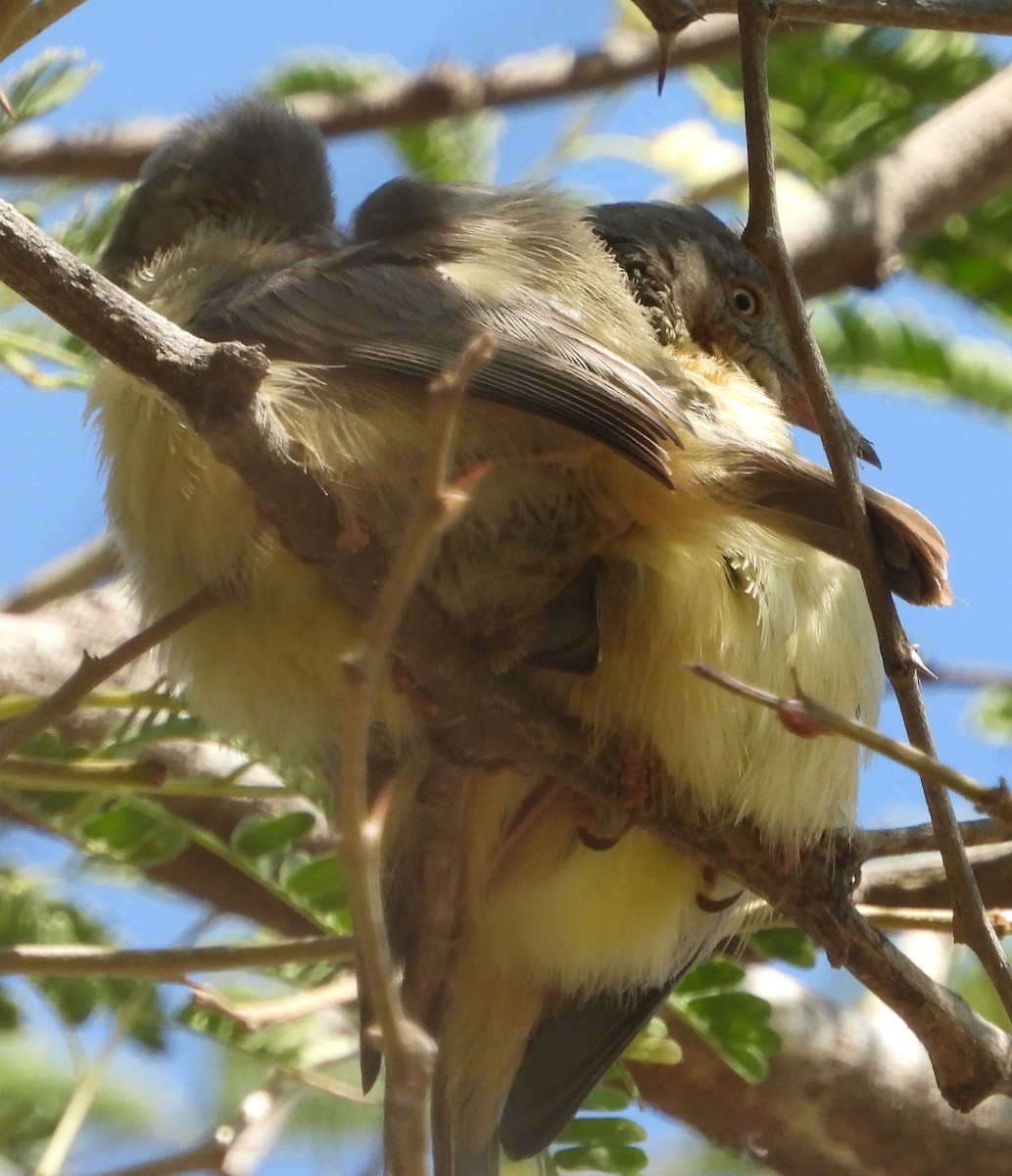 Yellow-breasted Apalis (Yellow-breasted) - ML638213437