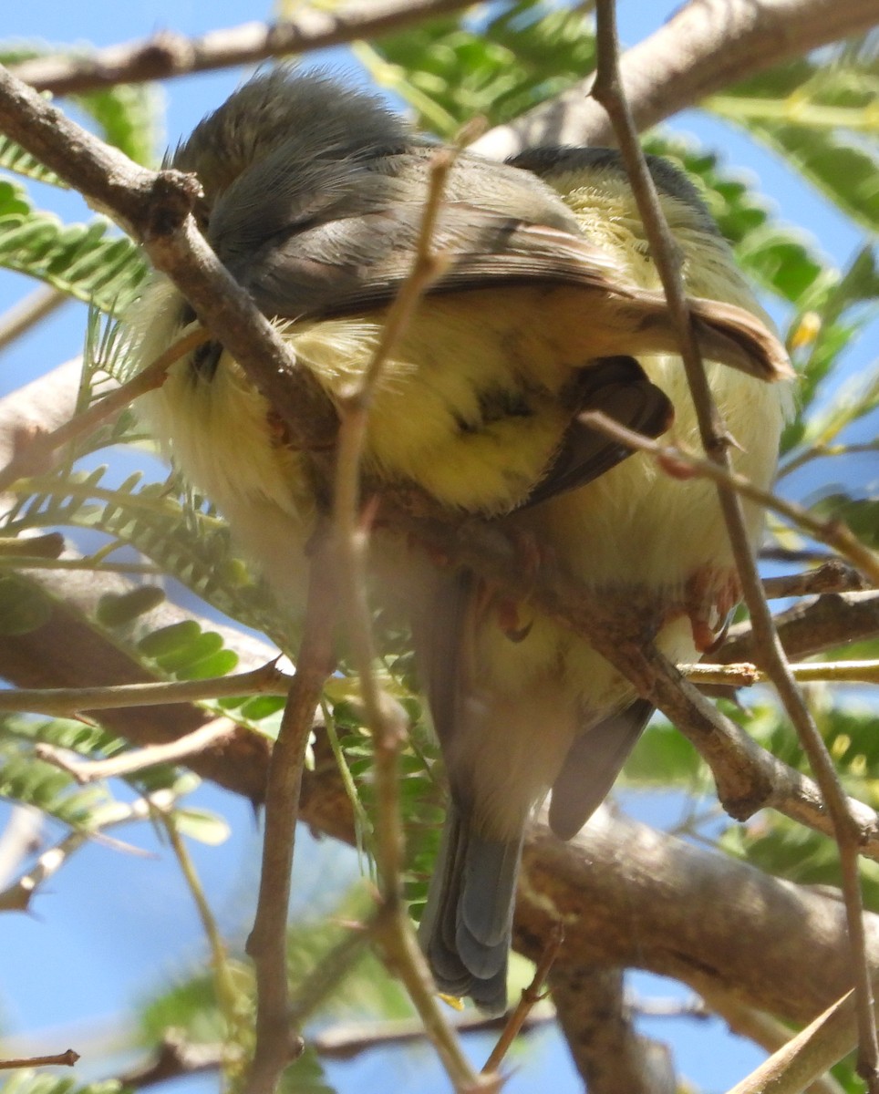 Yellow-breasted Apalis (Yellow-breasted) - ML638213438