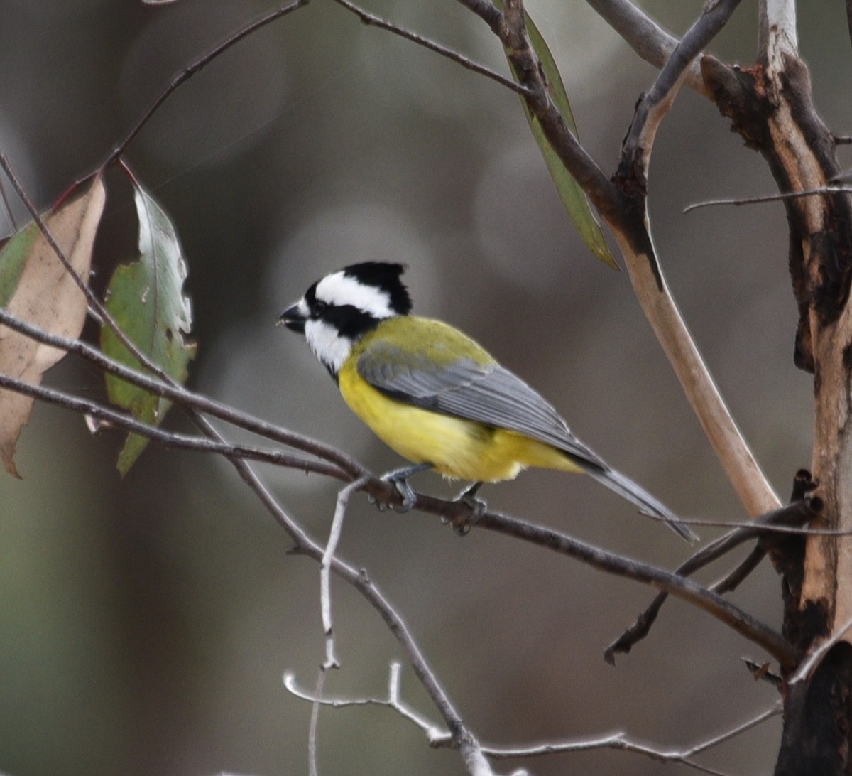 Eastern Shrike-tit - ML638213440