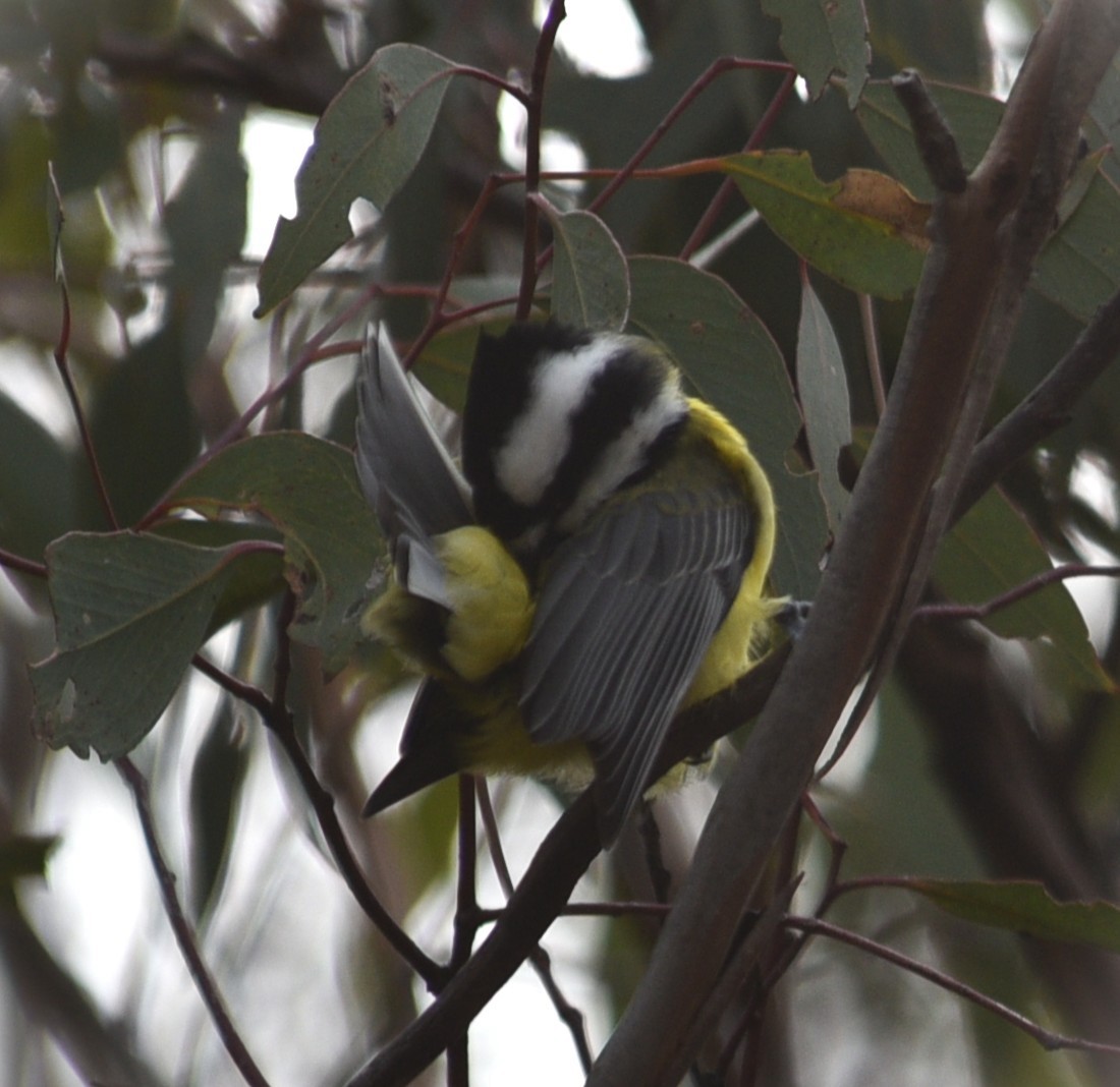 Eastern Shrike-tit - ML638213441