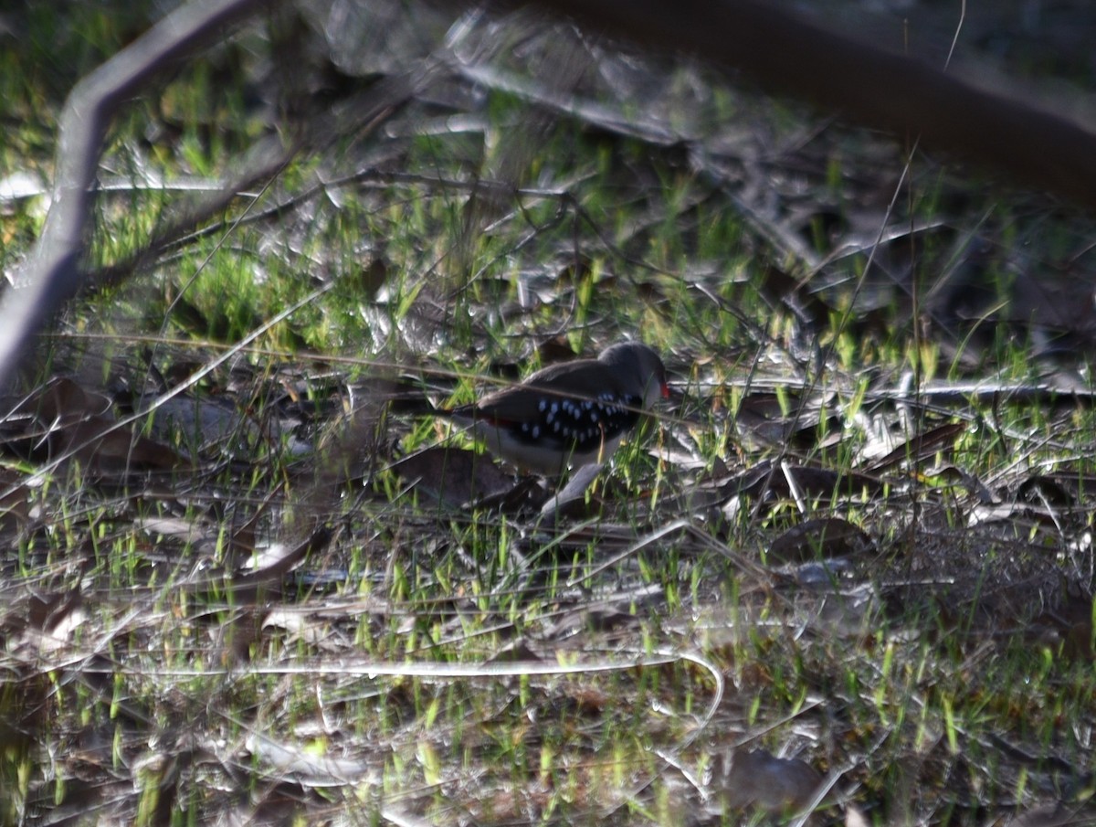 Diamond Firetail - ML638213450