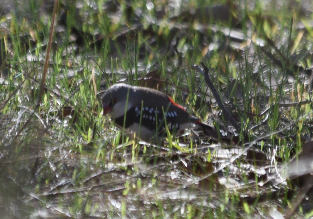 Diamond Firetail - ML638213451