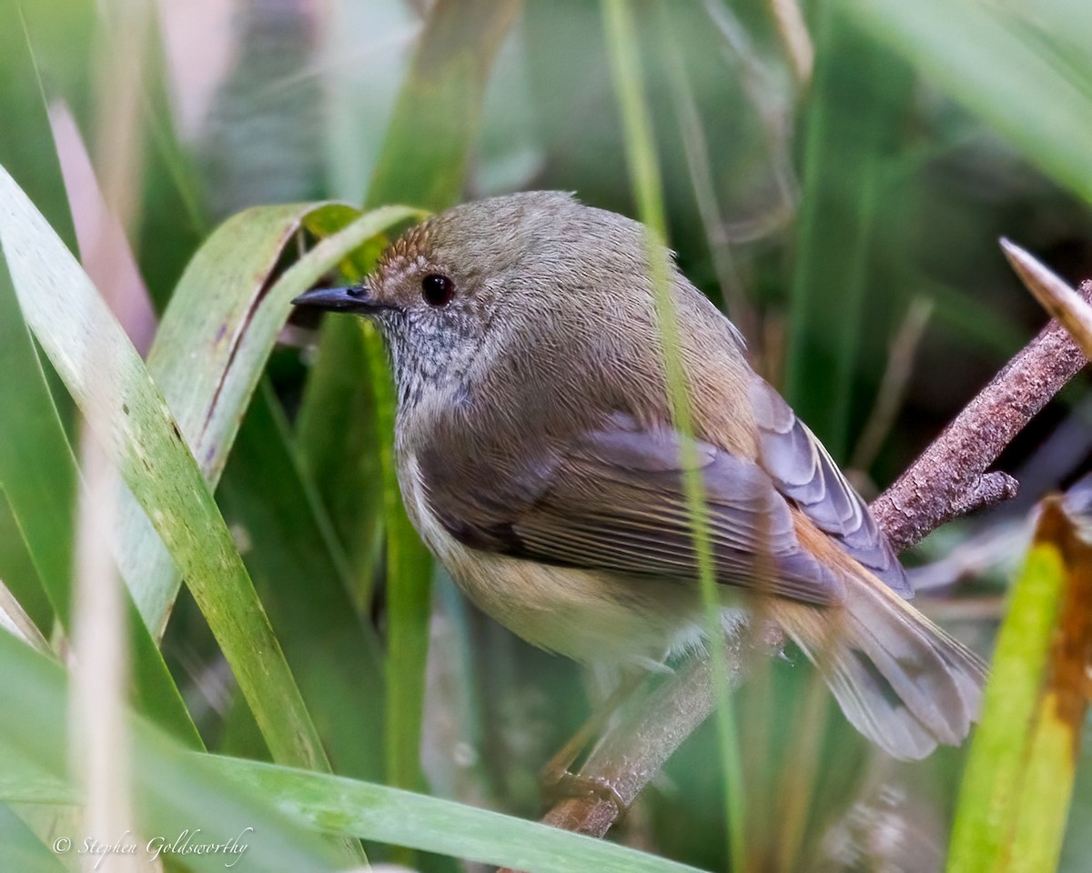 Brown Thornbill - ML638213452